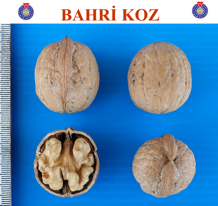 İçerikle ilgili görsel 1
